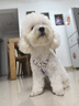 嬉皮狗（hipidog）狗狗牽引繩多彩小花外出遛狗繩泰迪胸背帶中小型犬四季寵物牽引繩 奧麗粉胸背帶 M（建議體重8-15斤） 曬單實(shí)拍圖