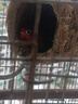 萬(wàn)寵匯 鳥活體虎皮鸚鵡籠養(yǎng)牡丹玄風(fēng)活鳥學(xué)說話手養(yǎng)小太陽(yáng)鸚鵡和尚鸚鵡 愛情鳥鸚鵡一只 曬單實(shí)拍圖