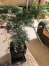 佰花錦新中式文竹桌面盆栽綠植辦公室客廳盆景茶臺臥室好養(yǎng)綠植花卉植物 【送方底座】文竹+pvc舍得盆+黑沙石鋪面 20-30cm 曬單實拍圖