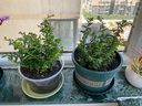 綠有意滿天星盆栽四季開(kāi)花室內(nèi)客廳帶盆栽好養(yǎng)帶花苞發(fā)貨觀花植物常綠 滿天星【2盆】原盆原土 含盆 曬單實(shí)拍圖