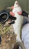 魚(yú)誘土鯪魚(yú)餌料腥香型廣東土鯪最?lèi)?ài)魚(yú)餌窩料江河湖泊野釣魚(yú)餌通殺飼料 2包餌料1000克+送1瓶小藥100毫升 曬單實(shí)拍圖