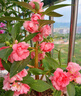 鳳仙花觀(guān)察套裝兒童種植小盆栽幼兒園小學(xué)生科學(xué)實(shí)驗種不支持退貨 鳳仙花混色觀(guān)察套裝到手11件 曬單實(shí)拍圖