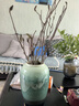 玉蘭花水培水養(yǎng)綠植花卉遇水開(kāi)花樹(shù)苗盆栽帶花苞干枝耐寒鮮切白紫 【賞到過(guò)年】鮮切紫玉蘭40-50cm6枝+送掛件+ 裸根不帶土 曬單實(shí)拍圖