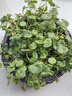 元冬四季 造盆景珍珠草種子 吸水石草籽上水石植物易活 曬單實(shí)拍圖