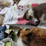 比樂牛肉蔓越莓成幼貓糧10kg全價通用貓糧20斤 曬單實拍圖