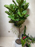 琴葉榕盆栽室內(nèi)客廳大型綠植大葉老樁日式北歐風(fēng)格落地辦公室真樹 精選琴葉榕棒棒糖造型1.4-1.6m【原土原盆】 曬單實拍圖