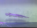 瘋狂水草（FKSC）真水草魚(yú)缸造景套餐凈化水質(zhì)懶人魚(yú)缸水草植物直接入缸蜈蚣草 【火山石】超值成景B適合20-30缸 曬單實(shí)拍圖
