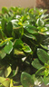 四季常青金魚(yú)花吊蘭盆栽室內(nèi)綠植花卉多肉植物發(fā)財(cái)樹(shù)好養(yǎng)易活客廳 金魚(yú)吊蘭原土盆【買1送1發(fā)兩盆】 曬單實(shí)拍圖
