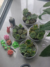 多肉植物組合3-5厘米卷好盆栽耐干旱好養(yǎng)新手基地玉露綠植盆栽 【28棵多肉有名字】14個品種 曬單實拍圖