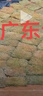草坪真草帶土矮生馬尼拉草皮百慕大果嶺草耐寒四季常青庭院綠化苗 矮生馬尼拉成品草坪1平方帶土 10cm以下 曬單實拍圖