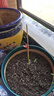 欽蜜9號(hào)百香果苗廣西純甜黃金樹苗庭院盆栽種植當(dāng)年結(jié)果帶土四季 2顆欽蜜黃金百香果（純甜無酸） 30-40cm 曬單實(shí)拍圖
