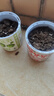 IAM City Farmer生菜罐頭小盆栽家庭種植diy植物罐頭綠植男孩女孩生日禮物10063 曬單實(shí)拍圖