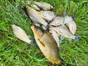 鯽魚大叔同款釣魚小藥v7誘魚粉餌料野釣強(qiáng)效誘魚劑鯉魚鯽魚羅非 1瓶裝【v7誘魚粉】下鉤就咬 曬單實(shí)拍圖