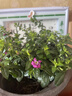 花苗盆栽花卉四季開(kāi)花綠植室外易活好養庭院小區綠化工不支持退貨 滿(mǎn)天星 中苗1盆 16#培育盆 曬單實(shí)拍圖