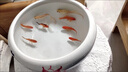 景德鎮(zhèn)陶瓷花盆魚(yú)缸桌面大號(hào)招財(cái)金魚(yú)烏龜缸盆睡碗蓮水仙荷花盆缸 純白  肚經(jīng)23口徑20高12厘米送底座 曬單實(shí)拍圖