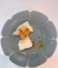 賣(mài)魚(yú)郎先生 俄羅斯進(jìn)口冷凍真鱈魚(yú)塊凈重1.7斤  鱈魚(yú)嬰兒魚(yú)類(lèi)去皮去刺海鮮 曬單實(shí)拍圖