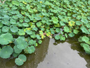 DERMABELL 德瑪貝爾玫瑰水光軟膜面膜粉補(bǔ)水提亮女神禮盒裝1000g+100g禮物送女友七夕 曬單實拍圖