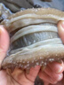 觀島 半干海參鹽漬海參拉缸鹽大連底播深海長?？h遼刺參家庭樂享裝 20頭左右/500g 曬單實(shí)拍圖