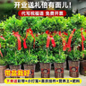 嘆為觀止大型盆栽金錢榕百合竹金錢樹發(fā)財(cái)樹清香木辦公室內(nèi)落地款中型植物 金錢兜1.2-1.4m【幾何盆】 含盆 曬單實(shí)拍圖
