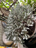 芙蓉菊盆栽玉芙蓉苗白艾花卉陽(yáng)臺(tái)庭院雪艾綠植寶寶 大棵芙蓉菊 曬單實(shí)拍圖