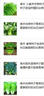 壽禾快菜種子青菜四季青梗菜小白菜家庭種植夏季耐熱陽臺(tái)奶油籽種罐裝 奶油快菜種子10g/口感好速生 曬單實(shí)拍圖
