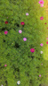 簡(jiǎn)雪花卉種子花籽四季種易活四季開(kāi)花室外鮮花盆栽種植庭院室內多年生 矮桿混色格?；?斤 曬單實(shí)拍圖
