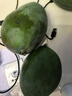 閩農(nóng)語果凱特芒果當季新鮮水果時令芒果鮮甜多汁四川攀枝花水果青皮凱特芒 凈重5斤【限時活動款 | 單果450g+】 【新鮮凱特芒】 曬單實拍圖