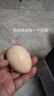 京喜加 鮮雞蛋 土雞蛋  五谷喂養(yǎng) 山林自養(yǎng)雞蛋溏心蛋早餐京東包郵40g 4枚40g左右 曬單實(shí)拍圖