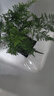 佰花錦文竹桌面盆栽新中式綠植辦公室客廳盆景茶臺臥室好養(yǎng)綠植花卉植物 【送方底座】文竹+pvc舍得盆+黑沙石鋪面 20-30cm 曬單實拍圖