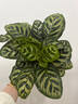 花翁水培植物綠植盆栽室內(nèi)辦公 孔雀竹芋25-30cm高+加侖盆源頭直發(fā) 曬單實拍圖