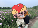 babylove嬰兒褲子夏季薄款純棉紗布寶寶褲子小童防蚊褲束腳褲燈籠褲休閑褲 格紋 100 cm 曬單實(shí)拍圖