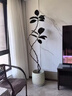 花兮繪黑金剛橡皮樹客廳大盆栽造型室內(nèi)大型綠植好養(yǎng)四季辦公室陽臺植物 【特級橡皮樹】1.5-1.7米+膠盤+禮包 曬單實拍圖