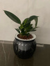 雙盟四盆組合植物室內綠植盆栽發(fā)財樹(shù)九里香椰子金鉆好養活源頭直發(fā)  曬單實(shí)拍圖