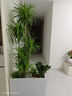 愛(ài)可斯（AIXY）花盆花箱長(cháng)方形馬槽室內陽(yáng)臺種植盆家用園藝箱戶(hù)外庭院花盆北歐風(fēng) 白色 70*30*50cm 曬單實(shí)拍圖