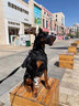 WCZ德國(guó)防爆沖訓(xùn)犬嘴套狗狗嘴套防咬防叫中大型犬杜賓羅威納德牧馬犬 曜石黑【嘴圍、脖圍大小可調(diào)節(jié)】 S【嘴圍15-35CM，建議8-45斤左右 曬單實(shí)拍圖