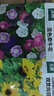 北蔬 觀賞向日葵種子苗四季播種盆栽花卉種籽 北蔬觀賞向日葵種子30粒 曬單實(shí)拍圖