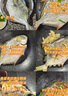 翔泰海南深海金鯧魚700g 2條 燒烤 火鍋 生鮮魚類 BAP認證 海鮮水產(chǎn) 曬單實拍圖