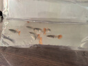 冰藍(lán)色孔雀魚活魚精品純種大尾巴鳳尾魚熱帶觀賞魚小型好養(yǎng)耐活魚 隨機(jī)抱卵母魚10條 曬單實(shí)拍圖