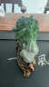 恩壽溯變色茶寵財富在手家居擺件白菜百財可養(yǎng)茶桌茶道茶具茶臺茶玩 財富在手-可變色 曬單實拍圖