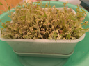 木丁丁豆芽發(fā)芽盆神器家用發(fā)豆芽蔬菜豌豆綠豆生豆芽專用芽苗菜育苗盤(pán) 白色-豆芽盆（約生2斤豆芽） 曬單實(shí)拍圖