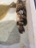 鮮活大龍膽石斑魚1條 600g起 曬單實拍圖