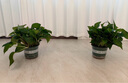 雙盟綠蘿盆栽除甲醛花卉綠植辦公室新房?jī)艋諝?80加侖4盆裝源頭直發(fā) 曬單實(shí)拍圖