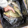 醉魚藥特效暈魚劑魚用水庫江河水坑池塘醉魚不傷魚無毒可食用特效 醉魚暈魚劑【單瓶裝】 曬單實拍圖
