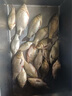 川澤無(wú)結(jié)快鎖線組成品主線套裝日本進(jìn)口魚(yú)線主線強(qiáng)拉力綁好競(jìng)技線組 4.5m 【4卷裝】+收納盒剪刀 2.0號(hào) 曬單實(shí)拍圖