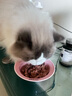 LEONARDO小李子貓罐頭德國(guó)進(jìn)口主食罐頭無谷鮮肉罐頭濕糧成貓 經(jīng)典雞肉口味400g*10罐 曬單實(shí)拍圖