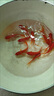 長尾大紅草金魚魚苗冷水魚好養(yǎng)耐活觀賞魚淡水招財錦鯉錦鯽紅草金 6-8厘米紅草3條（包活到手） 曬單實拍圖