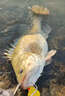 SHIMANO 禧瑪諾 新款 LUNAMIS露娜米斯遠(yuǎn)投路亞竿海鱸翹嘴鳡魚進(jìn)口魚竿 3.35米 S110MH直柄中硬調(diào) 曬單實(shí)拍圖