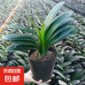 大盆君子蘭盆栽名貴國寶級花卉苗綠植物圓頭和尚室內(nèi)客廳四季好養(yǎng) 大苗當年開花】12-14片葉子+帶土 送肥料 曬單實拍圖