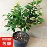 茶花盆栽香妃山茶花樹苗四季開花卉帶花苞五色赤丹室內(nèi)陽臺綠植物 香妃茶花（約40-50cm高）原土發(fā)貨 曬單實拍圖