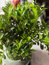 開時果 小葉赤楠盆景擺件 辦公室桌面綠植花卉好養(yǎng)盆栽植物源頭直發(fā)包郵 【熱銷款】哥窯浸墨盆+苔蘚+底座 曬單實拍圖